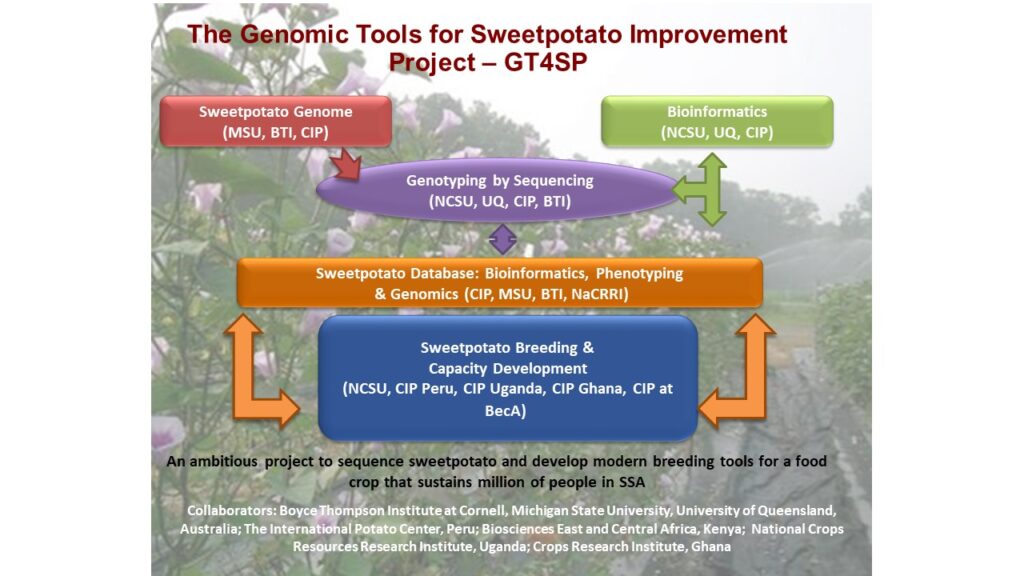 The Genomic Tools for Sweetpotato Improvement Project –